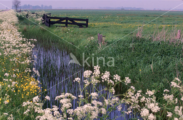 Fluitekruid (Anthriscus sylvestris)