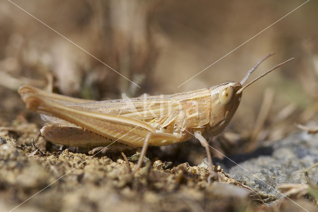 Gele prairiesprinkhaan (Euchorthippus pulvinatus)