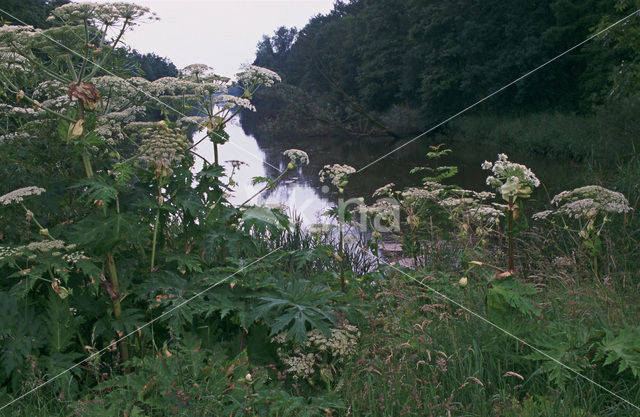 Gewone bereklauw (Heracleum sphondylium)