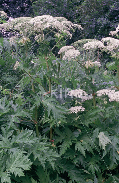 Gewone bereklauw (Heracleum sphondylium)