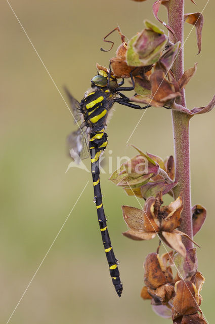 Gewone bronlibel (Cordulegaster boltonii)