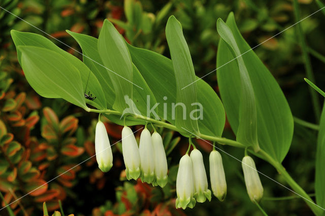 Gewone salomonszegel (Polygonatum multiflorum)