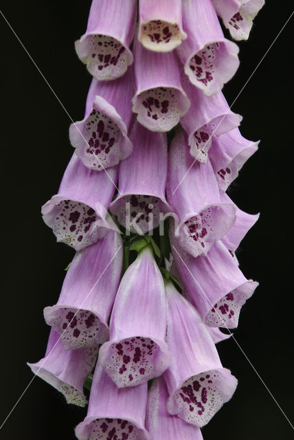 Gewoon vingerhoedskruid (Digitalis purpurea)