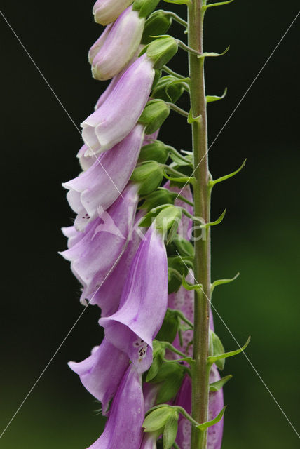 Gewoon vingerhoedskruid (Digitalis purpurea)