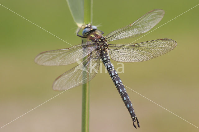 Glassnijder (Brachytron pratense)