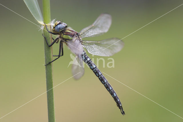 Glassnijder (Brachytron pratense)