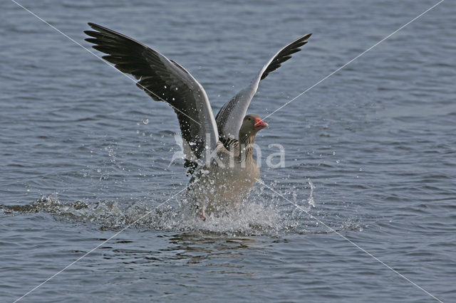 Grauwe Gans (Anser anser)