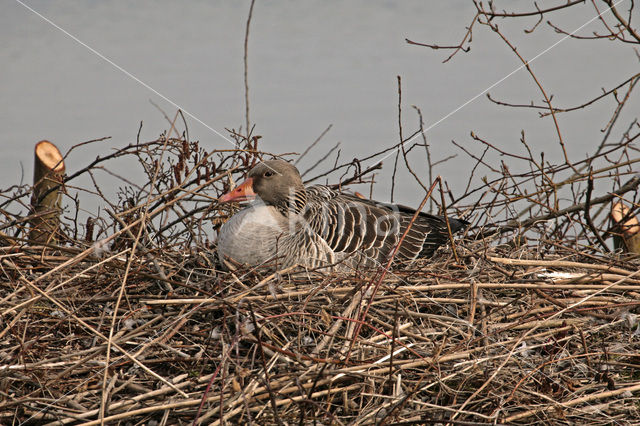 Grauwe Gans (Anser anser)