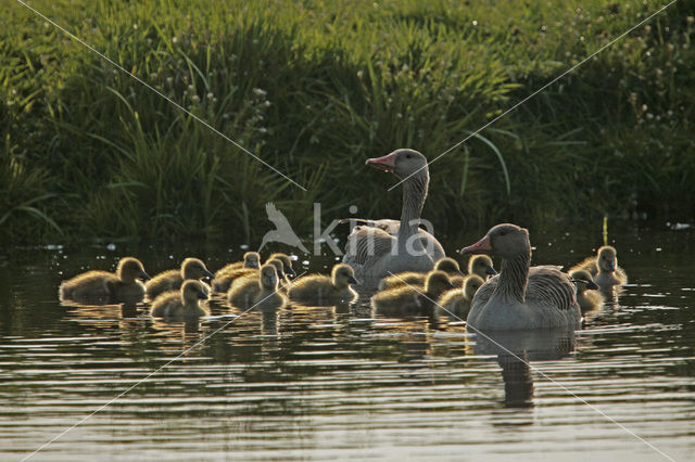 Grauwe Gans (Anser anser)