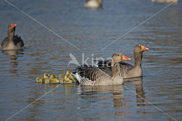 Grauwe Gans (Anser anser)