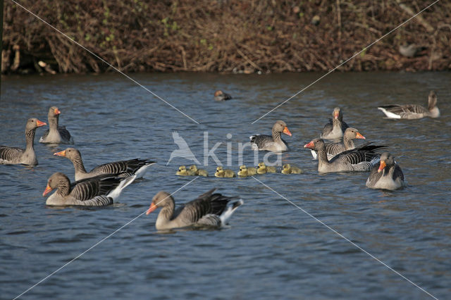 Grauwe Gans (Anser anser)