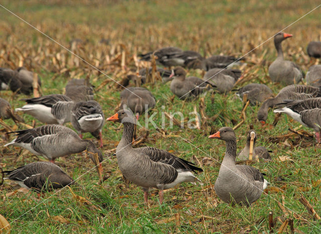 Grauwe Gans (Anser anser)