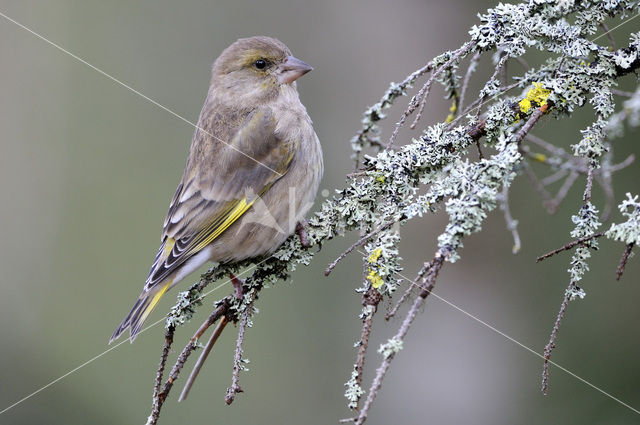 Groenling (Carduelis chloris)