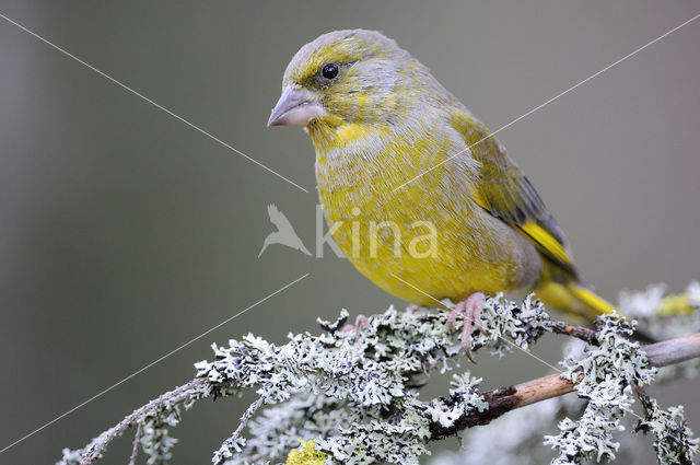 Groenling (Carduelis chloris)