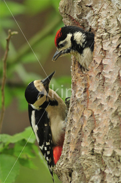 Grote Bonte Specht (Dendrocopos major)