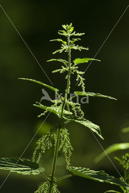 Grote brandnetel (Urtica dioica)