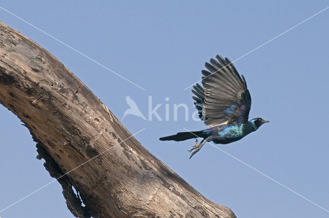 Grote Glansspreeuw (Lamprotornis australis)