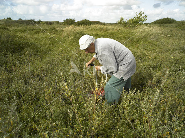 Grote Veenbes (Vaccinium macrocarpon)