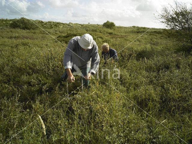 Grote Veenbes (Vaccinium macrocarpon)