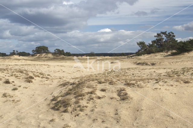 Grove den (Pinus sylvestris)