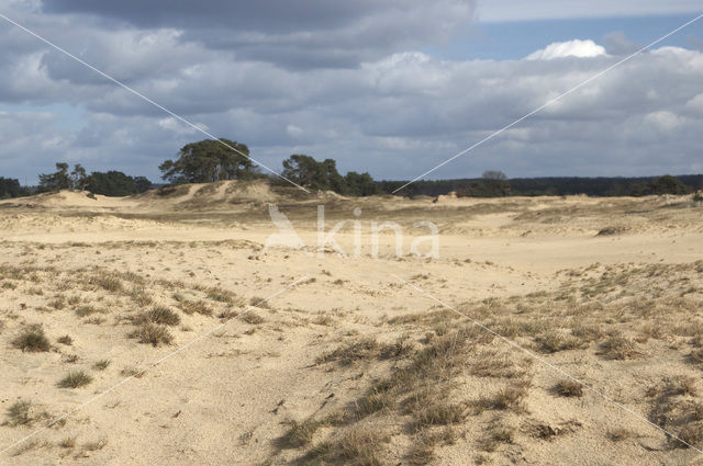 Grove den (Pinus sylvestris)