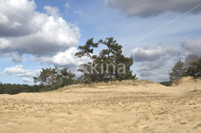 Grove den (Pinus sylvestris)