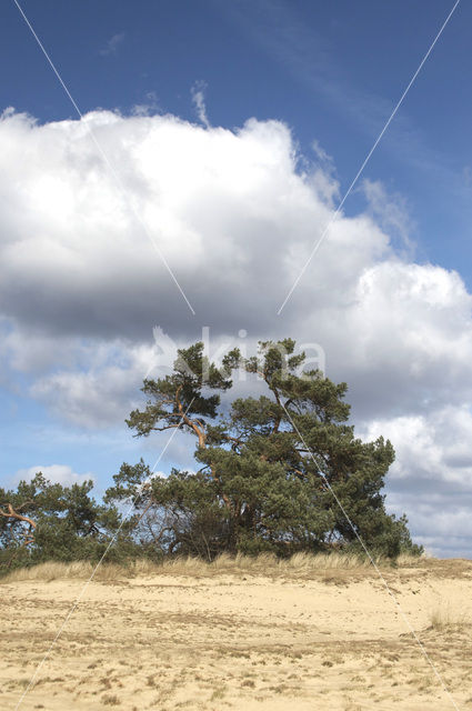 Grove den (Pinus sylvestris)