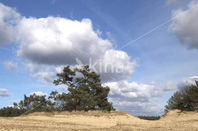 Grove den (Pinus sylvestris)