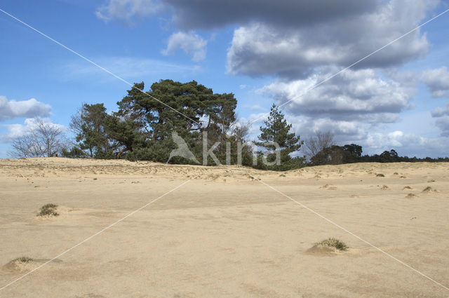 Grove den (Pinus sylvestris)