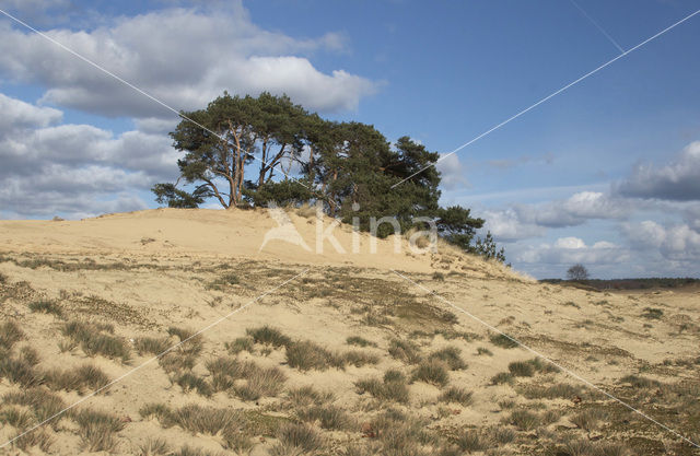 Grove den (Pinus sylvestris)