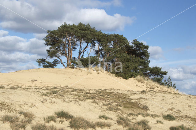 Grove den (Pinus sylvestris)