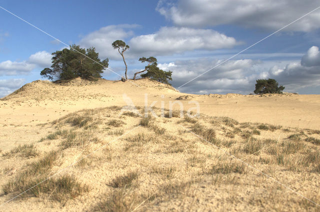 Grove den (Pinus sylvestris)