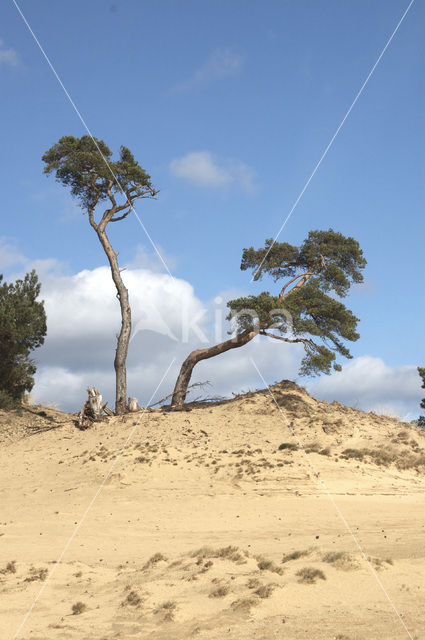 Grove den (Pinus sylvestris)