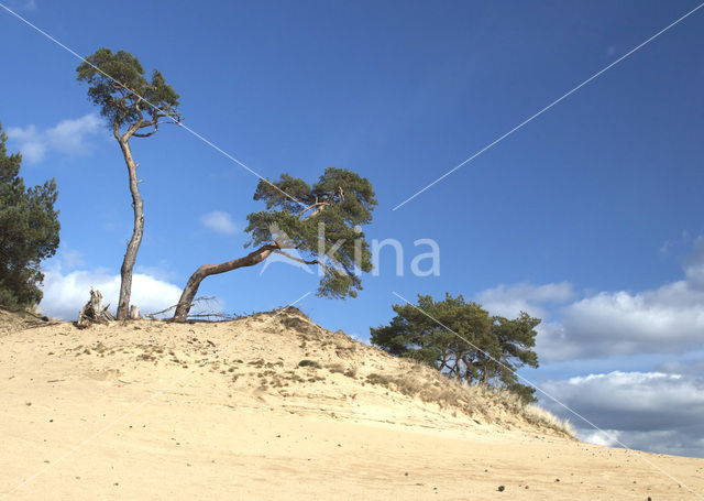 Grove den (Pinus sylvestris)