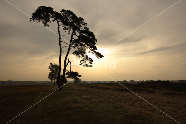 Grove den (Pinus sylvestris)