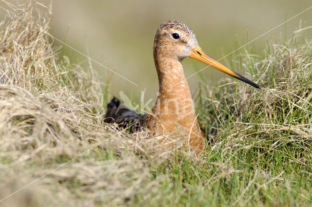 Grutto (Limosa limosa)