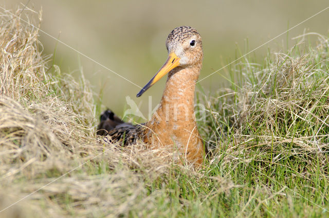 Grutto (Limosa limosa)