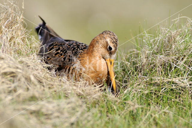 Grutto (Limosa limosa)