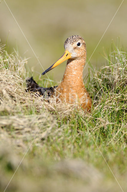 Grutto (Limosa limosa)