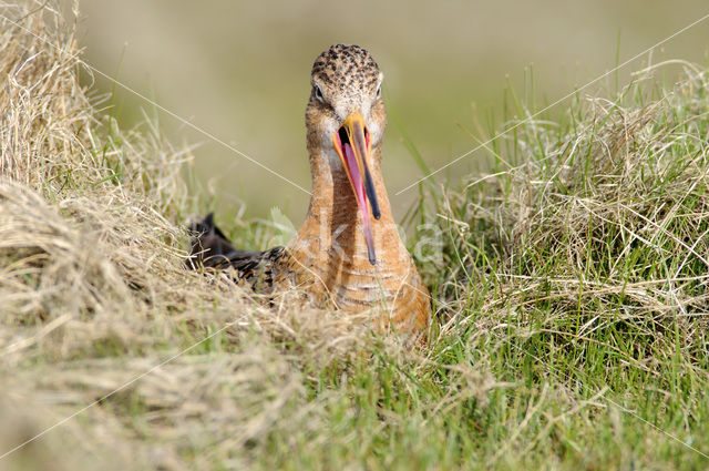 Grutto (Limosa limosa)