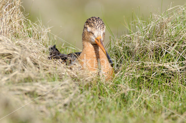 Grutto (Limosa limosa)