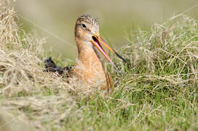 Grutto (Limosa limosa)