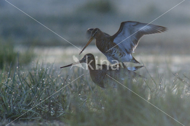 Grutto (Limosa limosa)