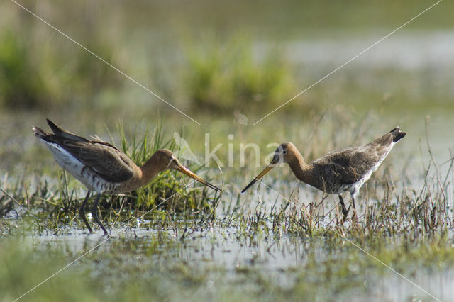 Grutto (Limosa limosa)