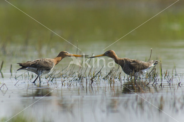 Grutto (Limosa limosa)