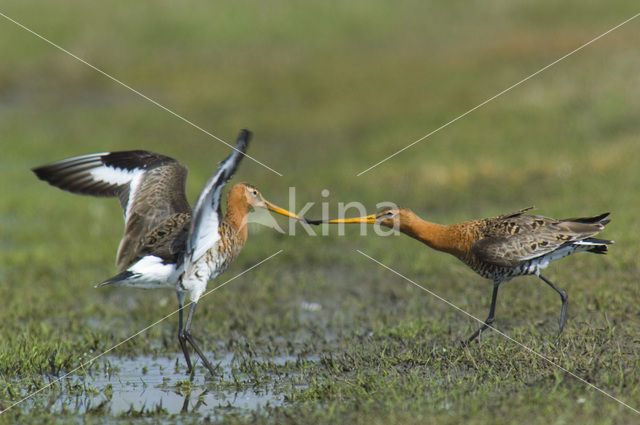 Grutto (Limosa limosa)