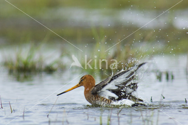 Grutto (Limosa limosa)