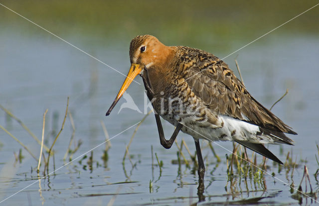 Grutto (Limosa limosa)