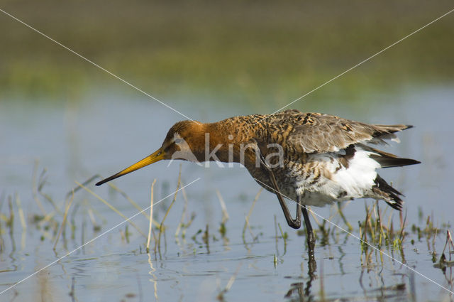 Grutto (Limosa limosa)