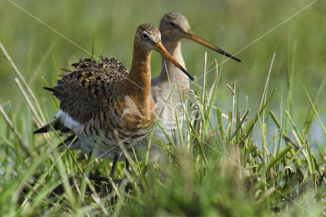 Grutto (Limosa limosa)